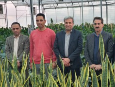 مدیرکل کار و رفاه اجتماعی استان مازندران از مجموعه گلخانه‌ای همیشک بازدید کرد